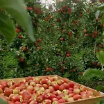 Obstgarten