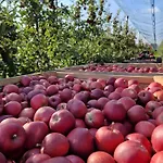 Obstgarten * Tettnang