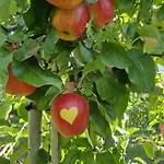 Obstgarten Apartmán *