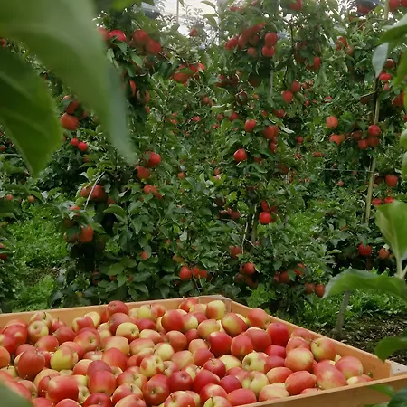 Obstgarten